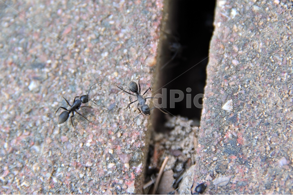 개미,절지동물,곤충,땅개미,수개미,일개미,동물,animal,곤충,벌레,insect,bug