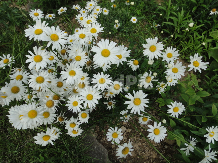 식물,plant,flower,blossom,꽃,daisy,daisies,식물,자연,plants,nature,꽃,flower