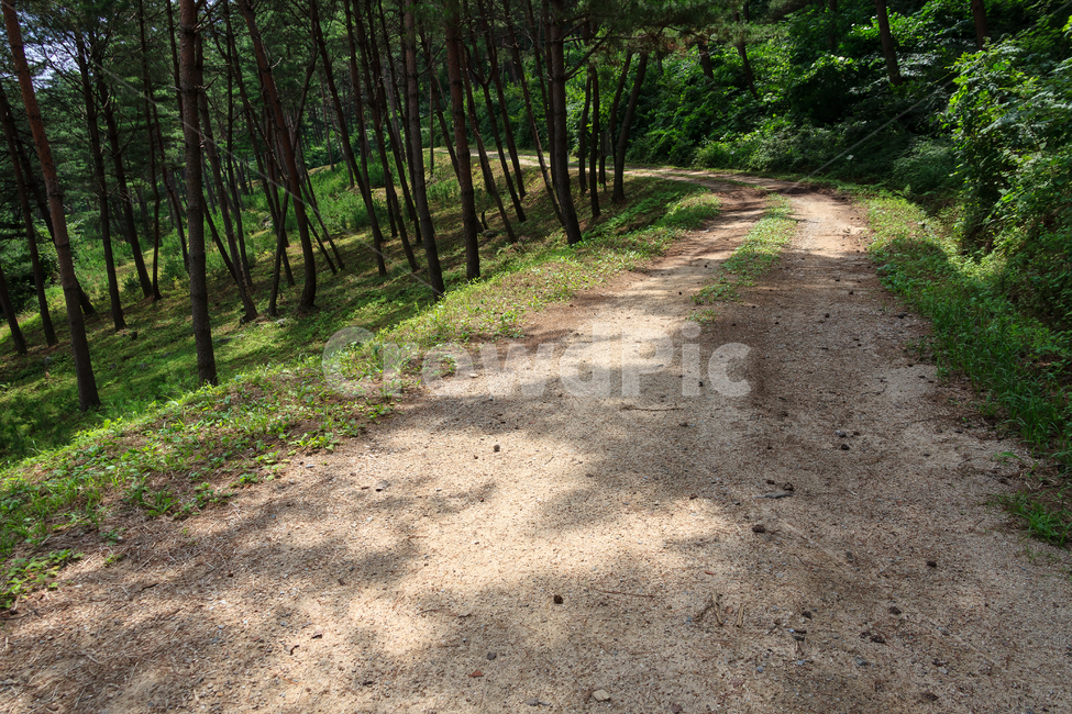 소나무길,소나무,외씨버선길,숲,환경,식물,농촌,자연,풍경,nature,landscape,ground,바닥,gravel,자갈,dirt road,흙길,road,도로,path,통로