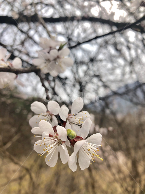 plant,식물,꽃,벚꽃,나무