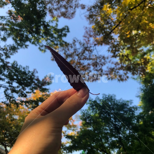 하늘,가을,단풍,풍경,fall,손,네일,낙엽,sky,계절,배경,분위기,감성,느낌
