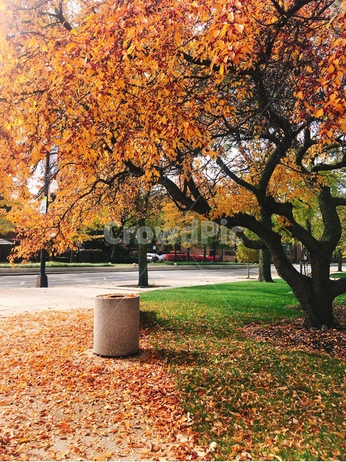 가을,낙엽,단풍,공원,주황,미국,시카고,휴식,오후,가을,계절,fall,autumn,season,자연,풍경,nature,landscape,tree,나무,plant,식물,tree trunk,나무 줄기