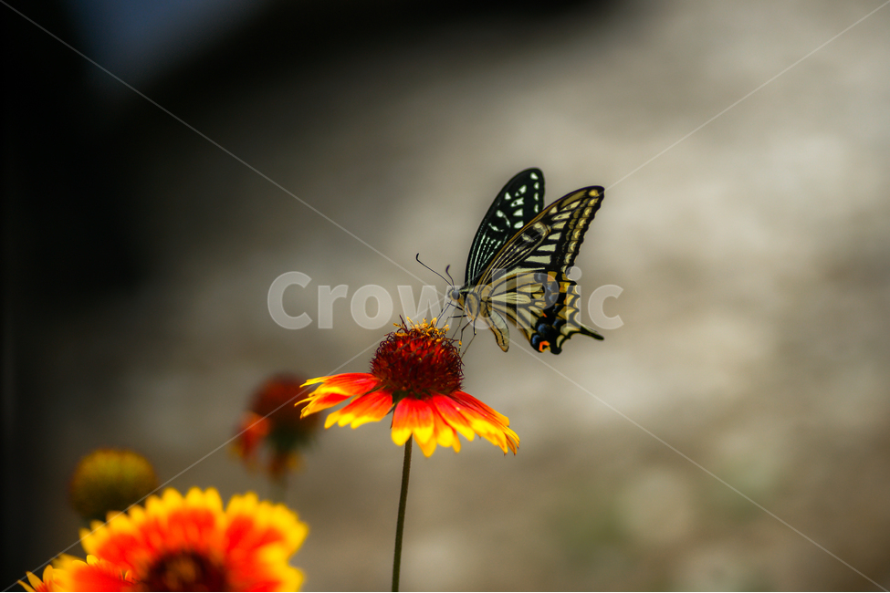 나비,꽃,곤충,자연,식물,식물,자연,plants,nature,꽃,flower,동물,animal,곤충,벌레,insect,bug