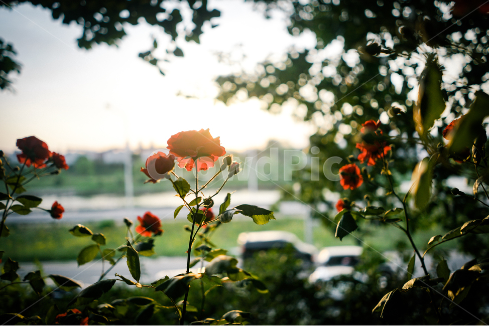 봄,꽃,장미,감성,햇살,spring,flower,emotion,sun,light,봄,계절,spring,season,식물,자연,plants,nature,꽃,flower,감성,sensible,feeling,휴식,힐링,rest,relaxation,healing,plant,blossom
