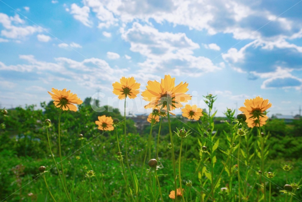 식물,하늘,자연,풍경,여름,식물,자연,plants,nature,꽃,flower
