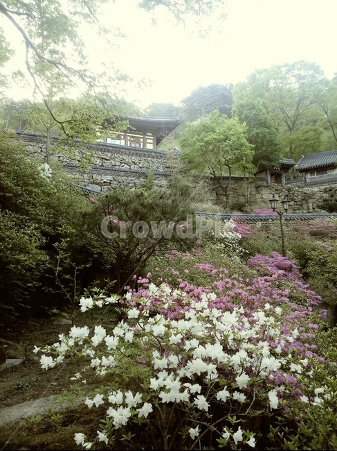 불교,자연,절,사찰,꽃