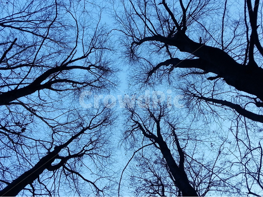 십자가,나무,사진,판매,관악산,겨울,계절,winter,season,식물,자연,plants,nature,나무,trees,wood,실루엣,그림자,silhouette,shadow