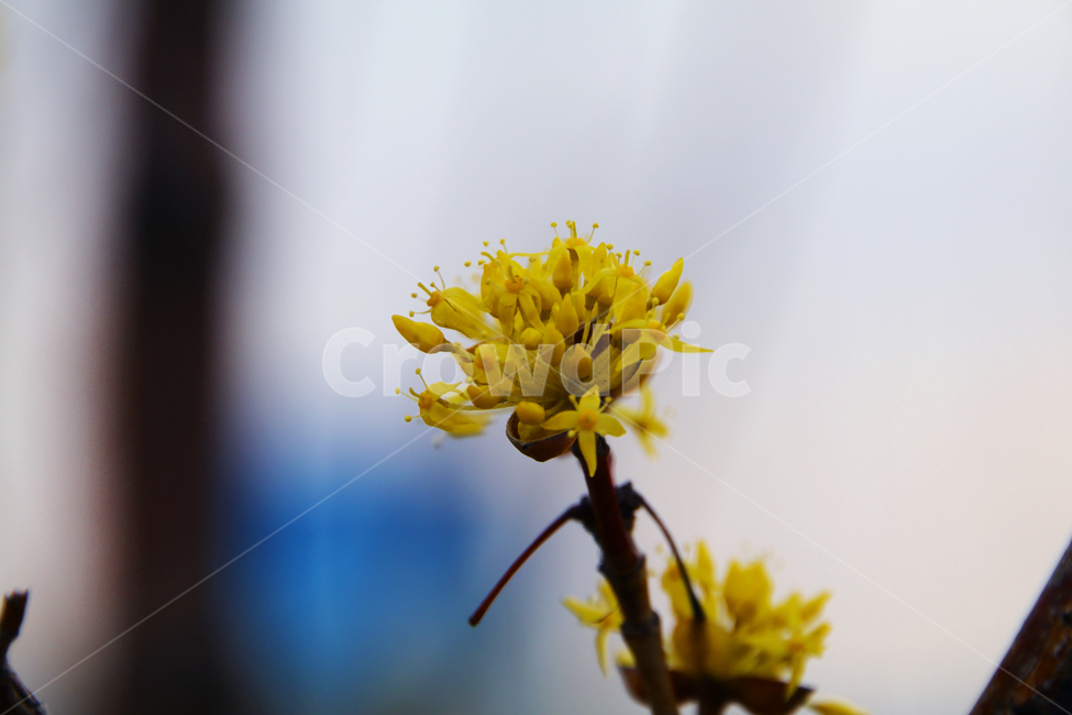 꽃,나무,노란꽃,노랑꽃,산수유,꽃나무,식물,자연,plants,nature,꽃,flower
