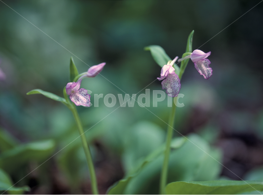 봄,봄꽃,계절,나도제비난,희귀,식물,자연,plants,nature,꽃,flower