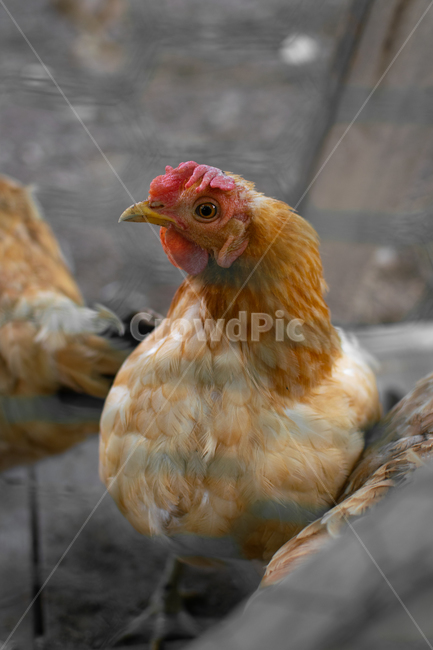 닭,chicken,암탉,수탉,닭장,poultry,fowl,hen,동물,animal,조류,새,birds