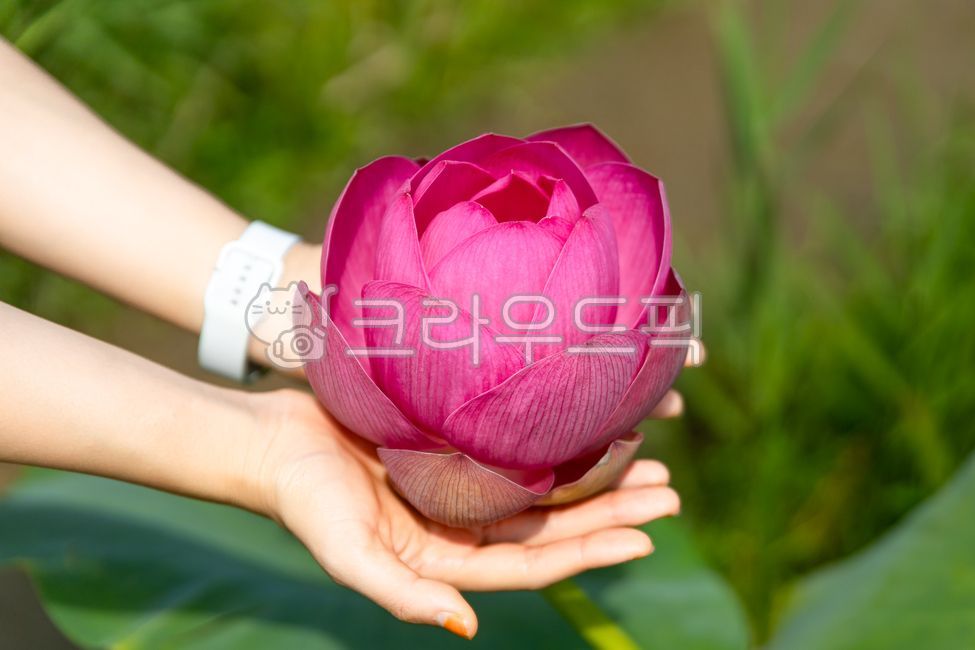 flower,꽃,lotus,몽글몽글,핑크꽃,연꽃,불교,꽃잎,자연,nature