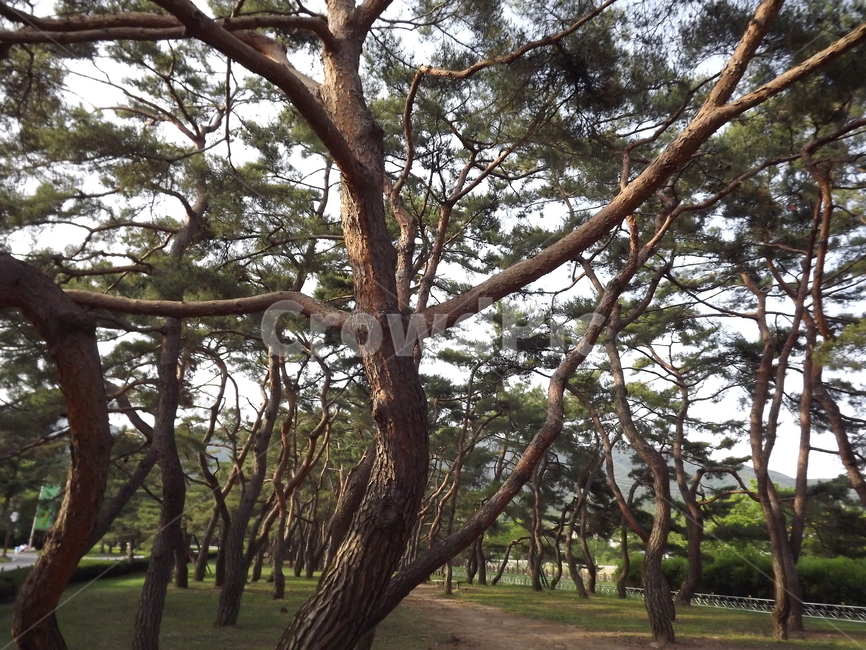 의림지,숲,소나무,나무,유원지,제천,자연,풍경,nature,landscape,한국자연풍경,한국자연경관,korea nature landscape,식물,plants,나무,trees,wood,plant,tree,tree trunk,나무 줄기