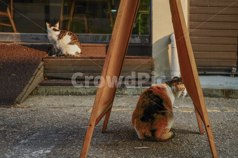 고양이,길냥이,cat,동물,길고양이