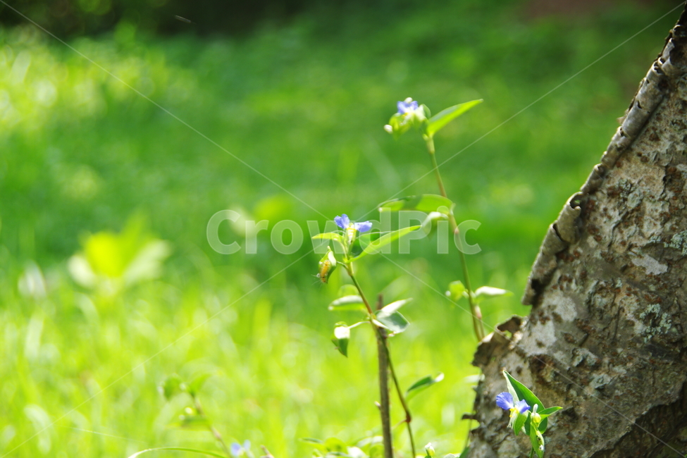 식물,꽃,자연,정원,나무,잡초,식물,자연,plants,nature