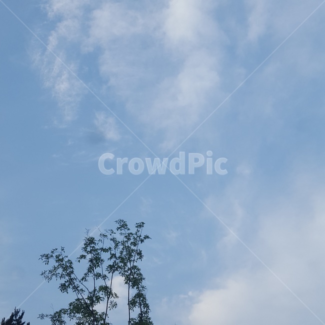 하늘,파랑,맑은,sky,풀,감성