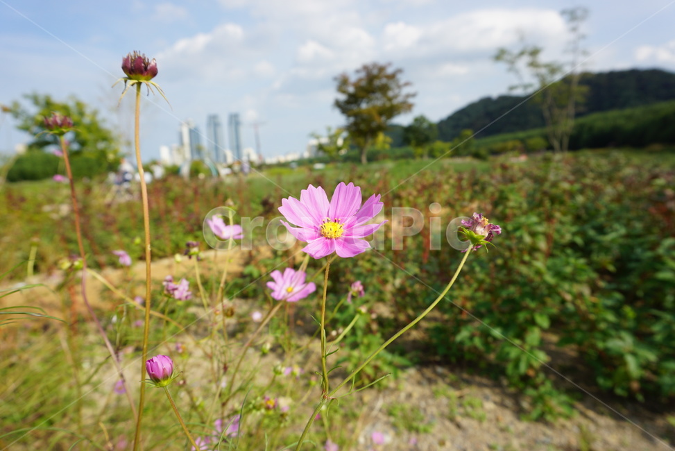 풍경,자연,코스모스,가을,꽃