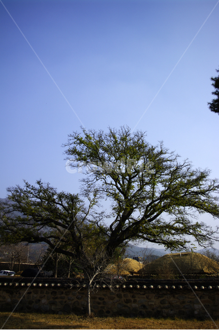 담장,나무,식물,plant,하늘,자연,풍경,nature,landscape,한국자연풍경,한국자연경관,korea nature landscape,tree,tree trunk,나무 줄기