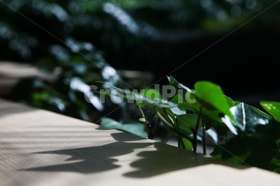 식물,푸른,식물원,그림자,빛,빛과그림자,감성,감성사진,식물,자연,plants,nature