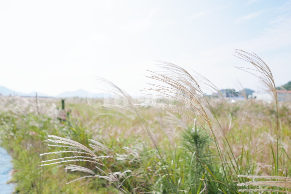 억새,가을,갈대,바람,식물,plant,자연,풍경,nature,landscape,grass,잔디,lawn