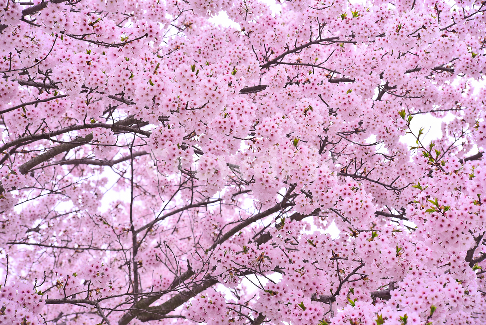 벚꽃,봄꽃,봄배경,분홍색꽃,핑크색,나무꽃,springflowers,시즌,계절,배경,cherryblossom,체리블러썸,바탕,season,백그라운드,야외,옥외,아웃도어,blossom,꽃,flower,식물,plant,한국자연경관