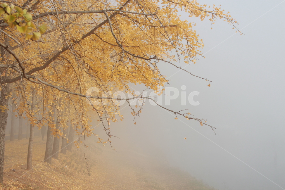 nature,자연,weather,날씨,은행나무,안개,단풍,노랑,가을,계절,fall,autumn,season