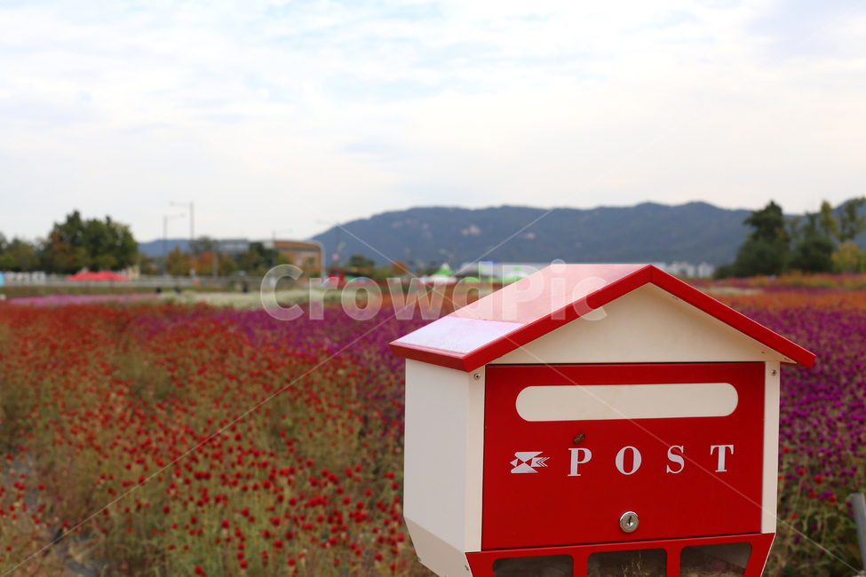 천일홍,꽃밭,꽃,우체통,우편함,post,편지,우편,빨간우체통,빨간색,가을꽃,가을,축제,풍경,경치,풍성한,양주,나리공원,핑크,분홍색,분홍꽃,빨간꽃,만발,들꽃,들판,자연,풍경,nature,landscape,사물,물건,오브젝트,thing,object,matter