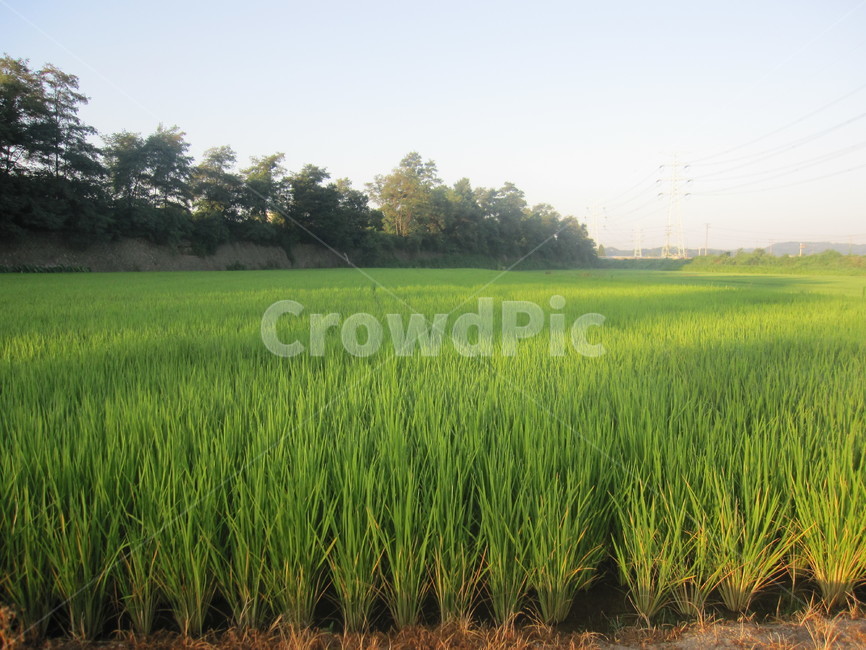 벼,asianrice,농사,풍경,자연,초록,논,힐링,시골,햇살,자연,풍경,nature,landscape,시골,마을,country,rural,town,산업,industry,industrial,농업,농사,agriculture,farming,farming industry,grassland,목초지,field,들,outdoors,옥외