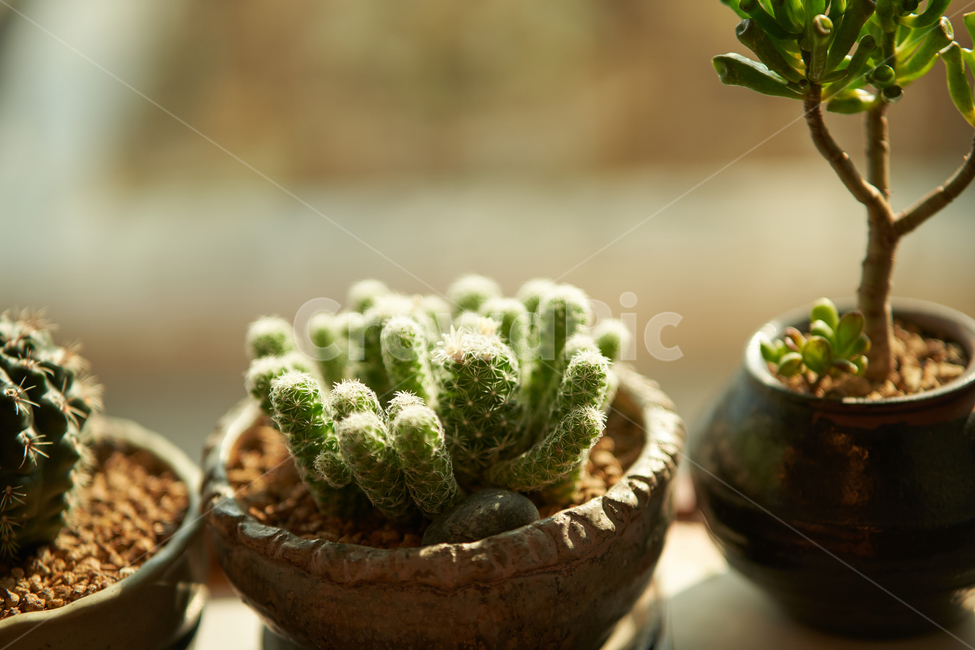 다육이,식물,화분,plant,botanical,식물,자연,plants,nature,실내용화초,화분,화초,house plant