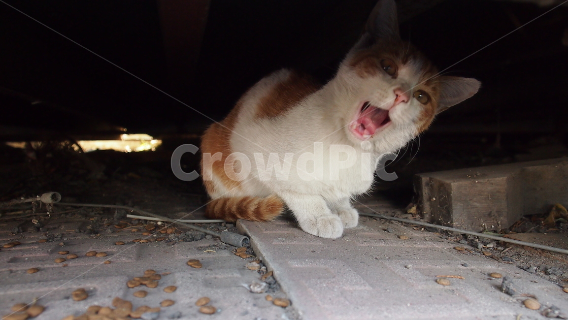 cat,고양이,동물,animal,길냥이,길고양이,하품하는순간,치즈태비