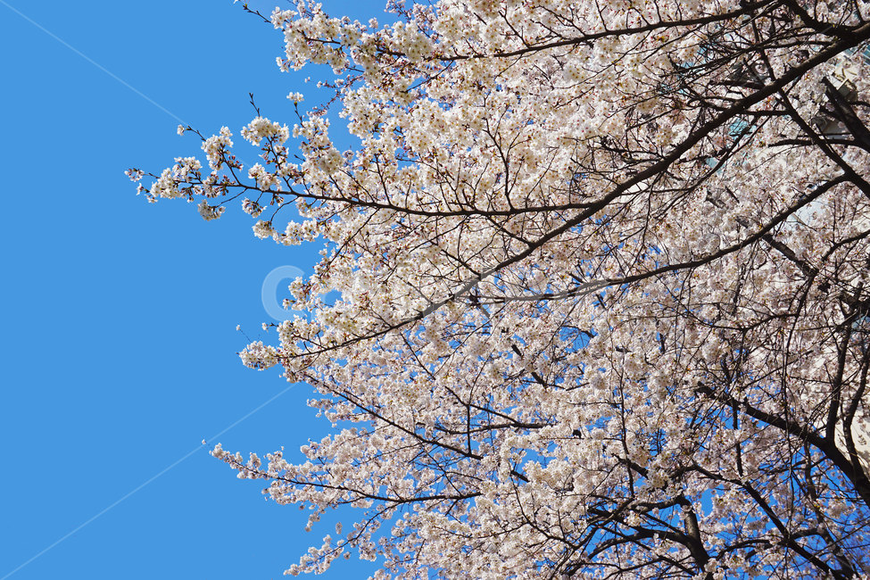 벚꽃,꽃,꽃나무,체리블라썸,봄,봄나무,나무,식물,봄느낌,꽃잎,flowers,flower,cherryblossoms,plant,tree,spring,분홍,분홍색,하양,흰색,pink,white,floral,꽃느낌,자연,nature,blossom,bloom,blooming,활짝핀꽃
