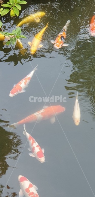 물고기,잉어,fish,animal,동물,생선,연못,동물,animal,어류,물고기,fish
