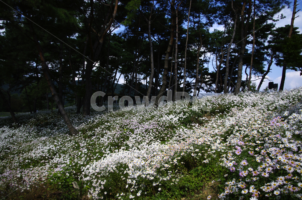 나무,숲,구절초,꽃,풍경,식물,flower,plant,tree,pottery,도기류,potted plant,화분,jar,항아리,vase,병 장식