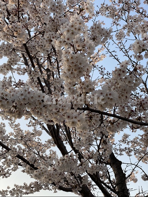 plant,blossom,식물,flower,꽃