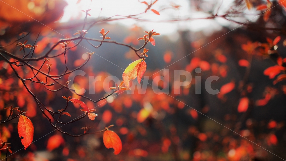 	단풍,가을,낙엽,식물,나뭇잎,자연,필름,감성,분위기,햇살,역광,빨간색,red,색감,붉은색,물든,11월,가을,계절,fall,autumn,season,식물,자연,plants,nature,감성,sensible,feeling,plant,leaf,잎