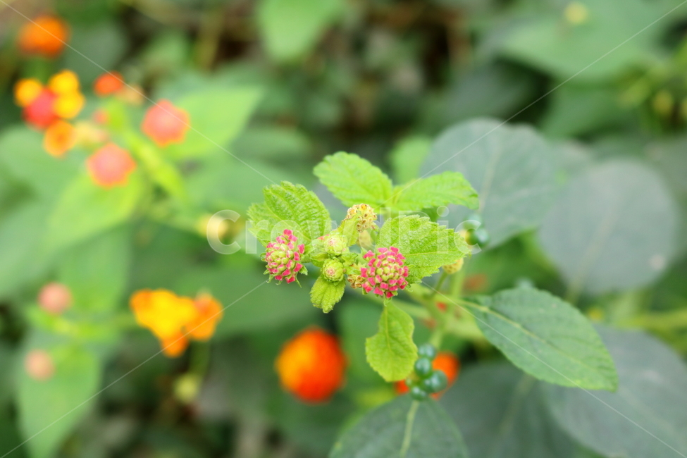 란타나,꽃,란타나꽃,식물,열대식물,란타나카마라,마편초과,자연,식물,자연,plants,nature,꽃,flower