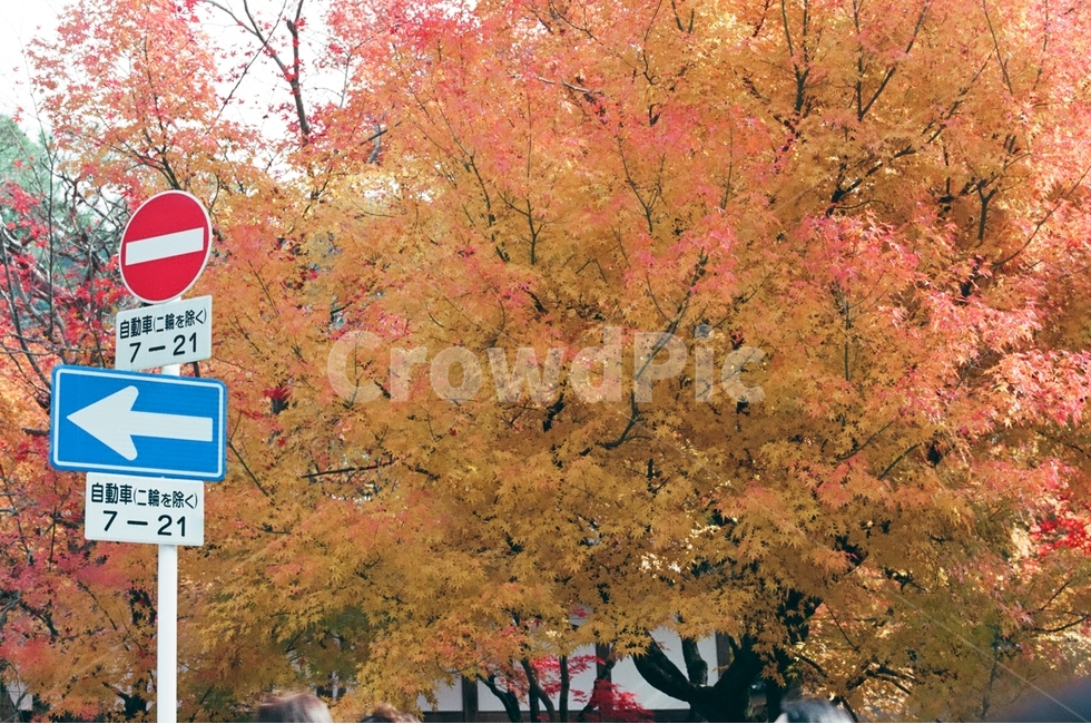 가을,단풍,표지판,일본,화살표,가을,계절,fall,autumn,season,해외,외국,세계,foreign,oversea,world,식물,자연,plants,nature,나무,trees,wood,교통,교통수단,traffic,transportation,tree,plant,maple