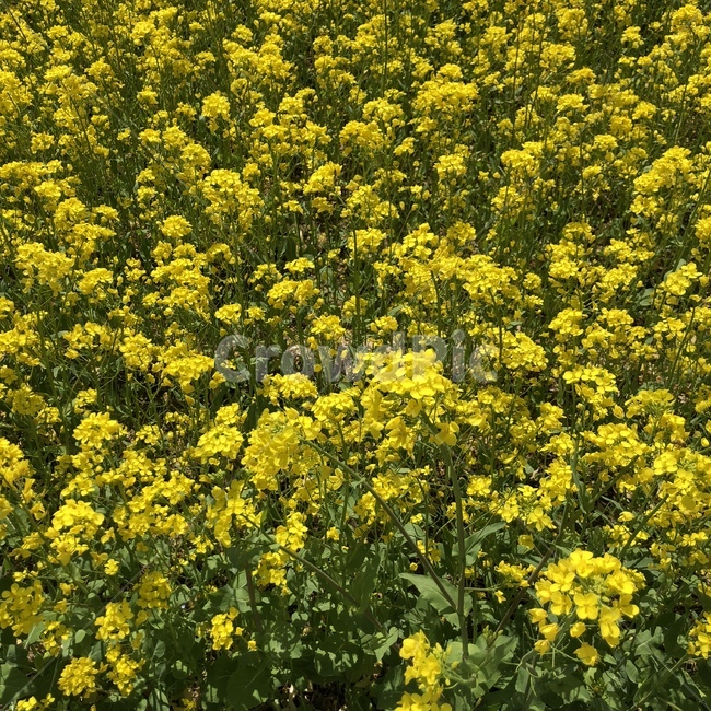 자연,풍경,나무,꽃밭,유채꽃,식물,자연,plants,nature,꽃,flower
