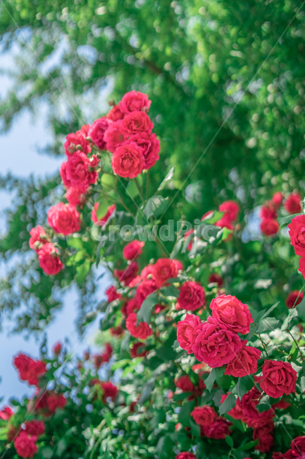 장미,하늘,분홍색,꽃잎,rose,식물,자연,plants,nature,꽃,flower
