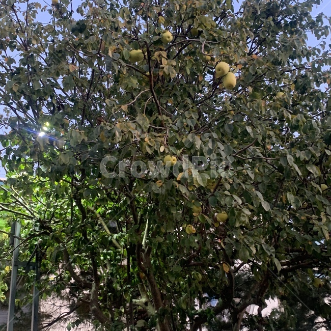 plant,식물,열매,tree,greentree,berry,과일,열매,fruit
