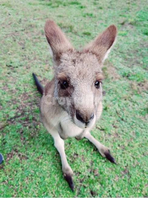 캥거루,왈라비,동물,초원,kangaroo,wallaby,animal,동물,animal,포유류,mammal