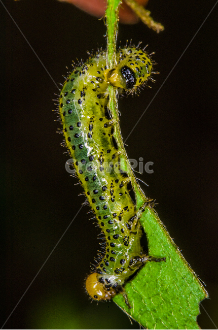 애벌레,접사,bug,macro,벌레,혐오,징그러움,동물,animal,곤충,벌레,insect,bug