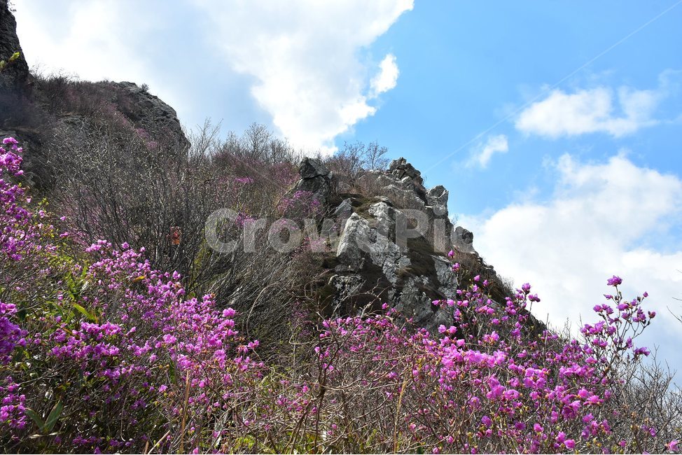 주작산,덕룡산,종주,진달래,풍경,기암,바위,비경,봄풍경,진달래꽃,강진,명산,산행,등산,마운틴,힐링,mountain,landscape,자연,natural,봄,계절,spring,season,자연,풍경,nature,landscape,한국자연풍경,한국자연경관,korea nature landscape,plant,식물,blossom,꽃,flower