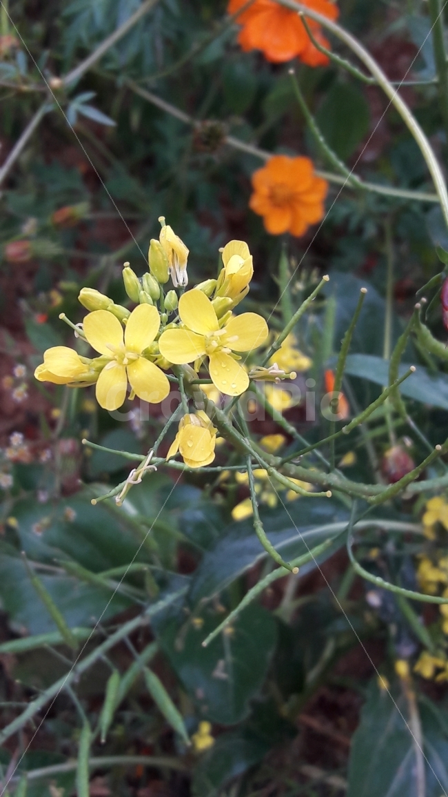 꽃,유채꽃,꽃보우리,노랑,초록,식물,자연,plants,nature,꽃,flower