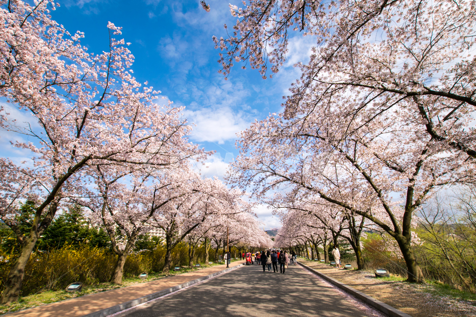 보문단지,벚꽃,봄,꽃,아름다움,경주,봄,계절,spring,season,자연,풍경,nature,landscape,사람들,대중,군중,other people,crowd,plant,식물,blossom,flower
