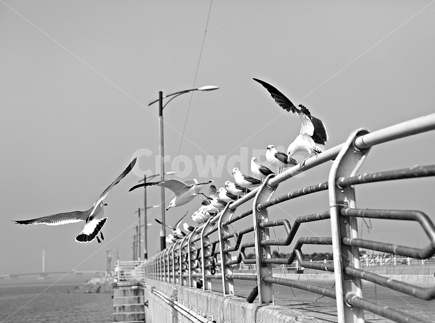 갈매기,새,조류,자연,풍경,배경,동물,animal,조류,새,birds,흑백,모노톤,monochrome,black and white