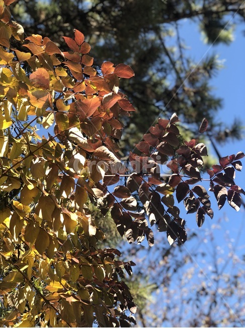 나무,tree,식물,단풍,잎,가을,계절,fall,autumn,season