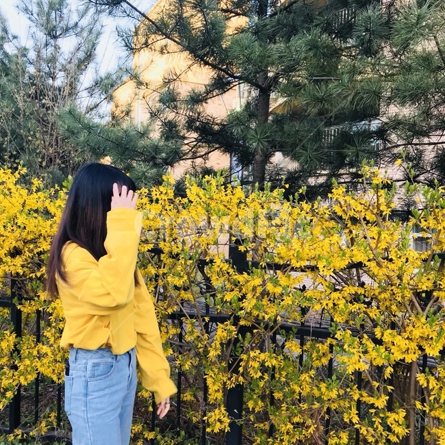 여자,개나리,봄,옆모습,꽃,woman,lady,female,감성사진,노란색,담벼락,사람,인물,human,여성,소나무,자연,flower,forsythia,소녀,혼자,식물,노랑,spring,yellow,alone,girl,봄,계절,spring,season,사람,인물,인간,human,person,여성,여자,woman,female,lady,plant