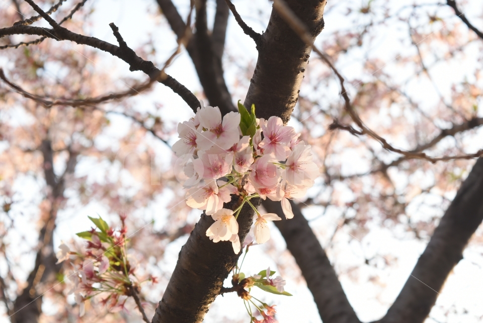 꽃보라동산,벚꽃,꽃,나무,봄,나들이,산책,분홍,잎,꽃잎,피크닉,소풍,식물,자연,plants,nature,봄,계절,spring,season,꽃,flower,plant,blossom,cherry blossom