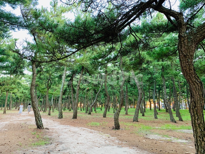 사람,소나무,산책,숲,힐링,자연,풍경,nature,landscape