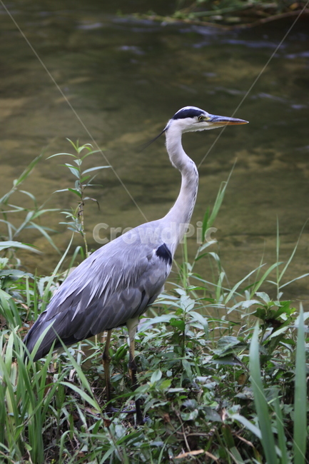 황새,왜가리,냇가,호수,냇물,물새,bird,새,animal,동물,waterfowl,동물,animal,조류,새,birds